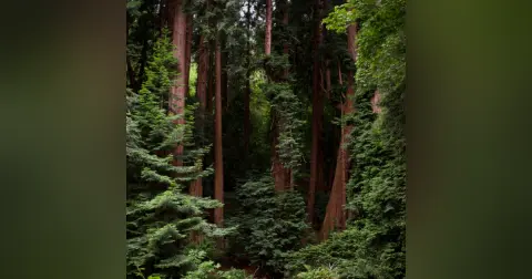 Forests Podcast For Kids