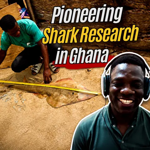 Saving Ghana's Guitarfish: Inside West Africa's First Shark Science Program