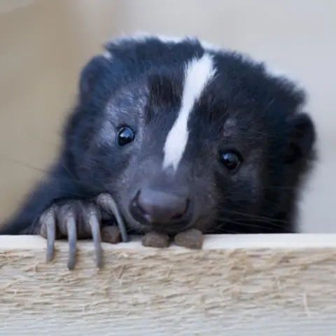 Skunks Podcast For Kids