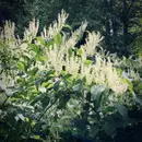 The Nuance of Knotweed and Invasive Species with Hudsonia's Erik Kiviat