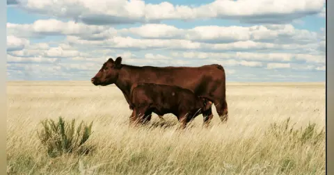 Conference Updates, Pasture Management, Creep Feeding, Top Tips for Summer Nutritional Planning, BQA, In the News
