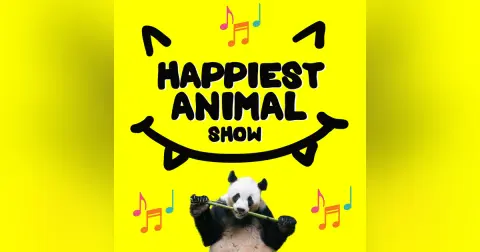 Animal Songs Round 2