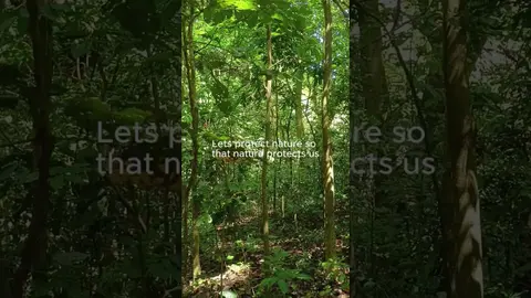 360 Degrees Forest to Flowing Savannah River After Rain