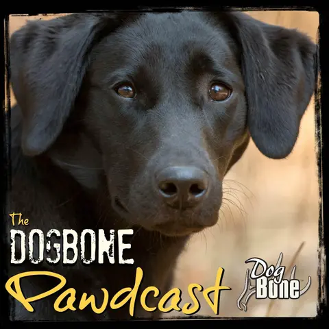 To Build a Calm, Steady, and Reliable GunDog w/ Dave Bavero of Waterstone Labradors | Ep: #258