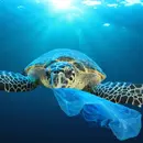 The mystery of missing marine plastic