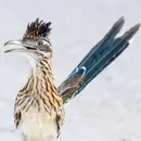 Roadrunners
