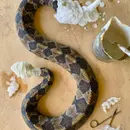 Crafting Nature: Museum Traditions at the Catskill Biological Field Station