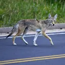 Wildlife Crossings with Ben Goldfarb