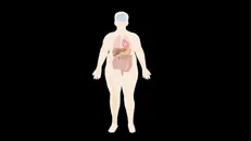 Introduction to Obesity