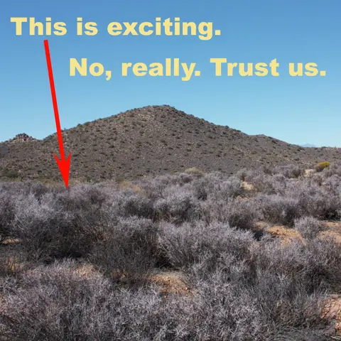 S5E35: Blackbrush and the Desert's Long Memory