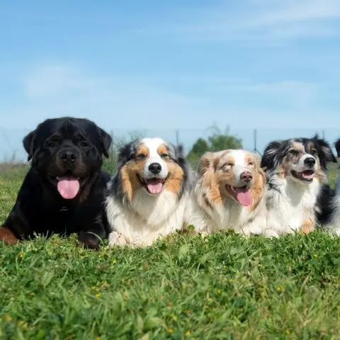 What is a Dog??