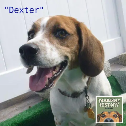 Beagles: The Sniffer Dogs