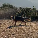 Catalina Foxes with Lauren Dennhardt and Katie Elder