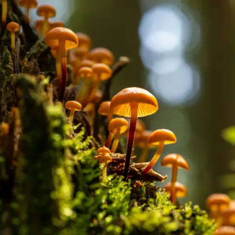 Fungus Podcast For Kids