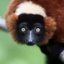 Lemurs Podcast For Kids