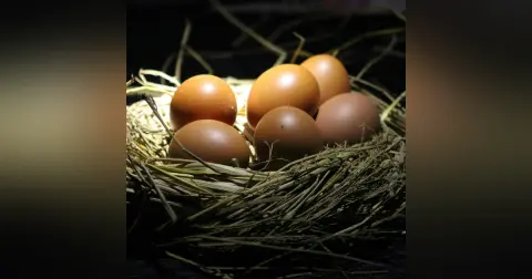 Protecting Your Nest Egg from Taxes in Retirement