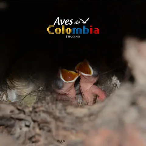 Nidos y huevos de las aves .