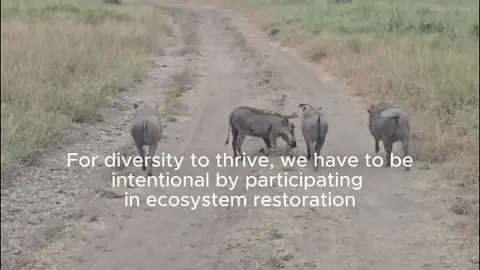 Kenya's Wild Symphony: Beauty of Biodiversity