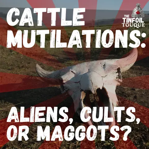 Cattle Mutilations: Aliens, Cults, or Maggots?