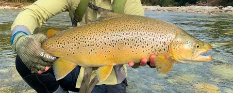Going Ninja: Hunting Giant Trout on the South Island of New Zealand