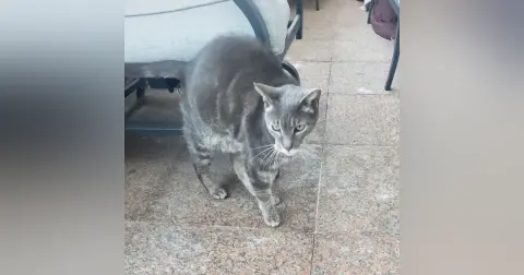 The neighborhood cat and Preezy's pet, whom she took care of for 9 years Mr. STREETZ has died.