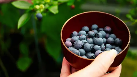 🫐 Why We Still Go Blueberry Picking Every Summer