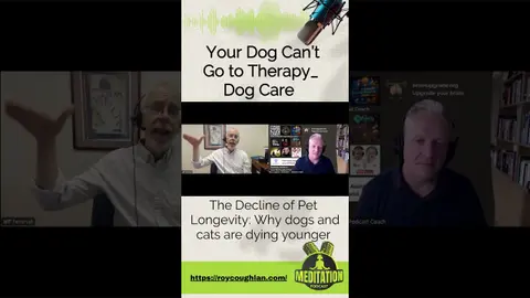 The Decline of Pet Longevity Why dogs and cats are dying younger