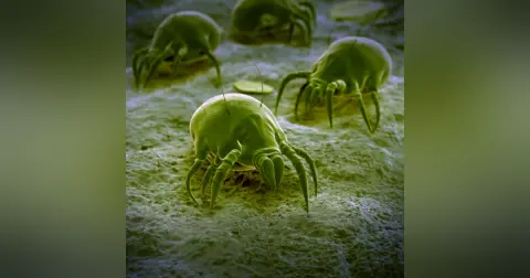 Parasites