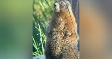 D23 and Fat Marmots