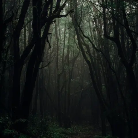 A Trip To Suicide Forest
