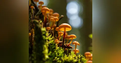 Fungus Podcast For Kids