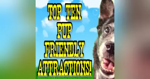 TOP TEN DOG-FRIENDLY ATTRACTIONS USA ! – Dandy Fun House episode 17