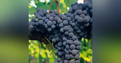 Wine Country Resiliency: A conversation with Bill Boerum, Wine Industry Entrepreneur.