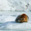 Exploring the Arctic