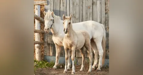 EPISODE 181 – A Better Future for Alberta’s Animals