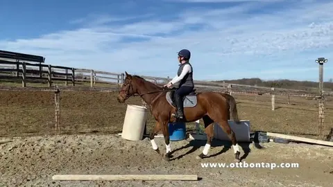 OTTB Training Diaries: Introducing the Mini Half Halt to Oscar (Go Green) (S2 E10)