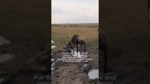 Cheetah Takes Down Migrating Wildebeest  #cheetah, #wildebeest, #migration, #maasaimara