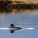 Drones, AI and the future of wildlife conservation