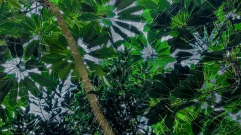 Tropical Rainstorm Sleeping Sounds | Endless Hours of Rain for Sleep