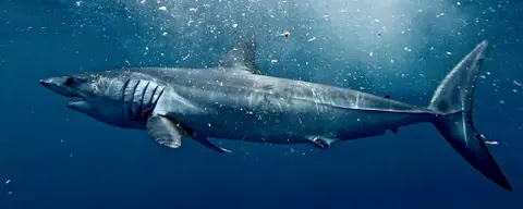 When the Hunter Becomes the Hunted: Fly Fishing for Mako Sharks