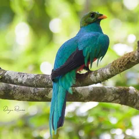 Aves sagradas de Mesoamérica : Quetzales y trogones