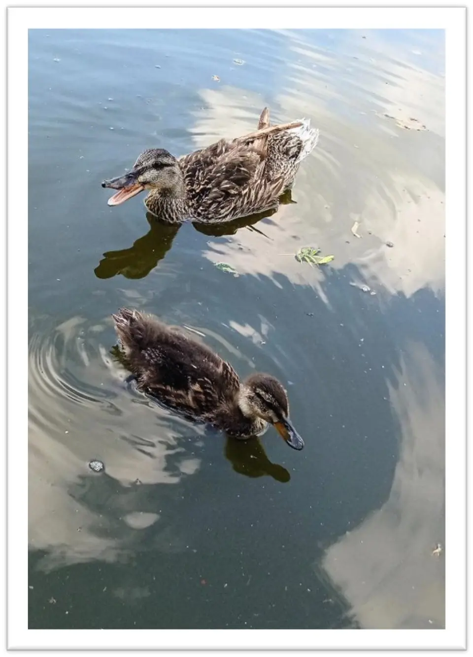 Ducks (comp).jpg Mother and juvenile duck swimming in still water. Clouds reflected