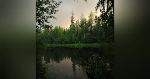 Lluvia Relajante sobre un Arroyo en el Bosque ????️ Duérmete INMEDIATAMENTE y Relájate
