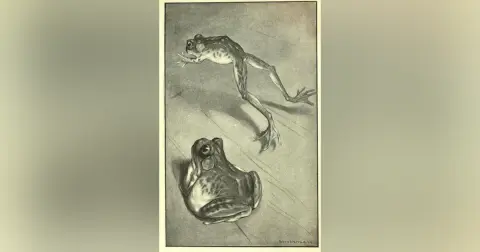 THE CELEBRATED JUMPING FROG OF CALAVERAS COUNTY by MARK TWAIN