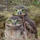 Owls Podcast For Kids