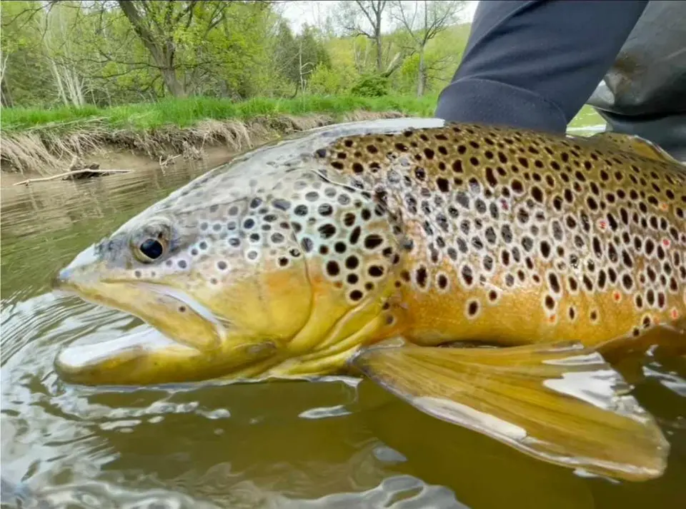Penns Creek Brown Trout