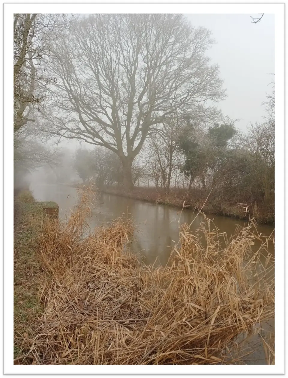 An oak tree in winter beside the frozen canal