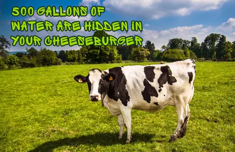 How Much Water is Hidden in a Cheeseburger?