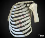 Episode 63 – Rib Fracture- An Interview with Dr. Patrick Maher