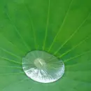 Plant-inspired innovations